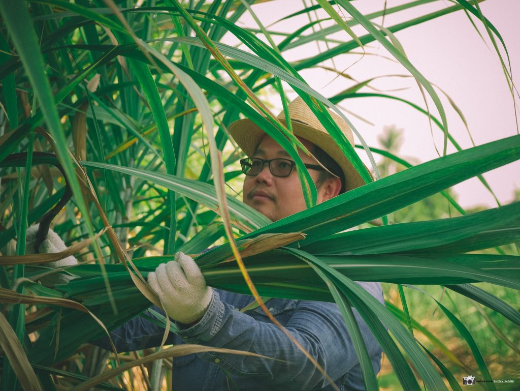 RMUTP has successfully transformed sugarcane leaf fibers into textile products, promoting environmental friendliness by reducing burning and waste.
